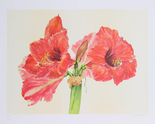 Amaryllis Lithograph | Carol Ann Bolt,{{product.type}}