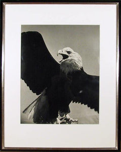 American Bald Eagle Black and White | Will Connell,{{product.type}}