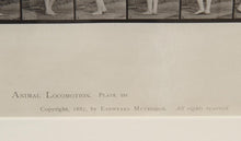 Animal Locomotion, plate 531 Etching | Eadweard Muybridge,{{product.type}}
