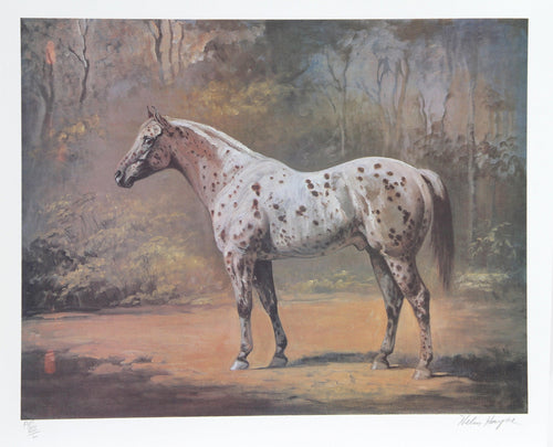 Appaloosa Stud Lithograph | Helen Hayse,{{product.type}}