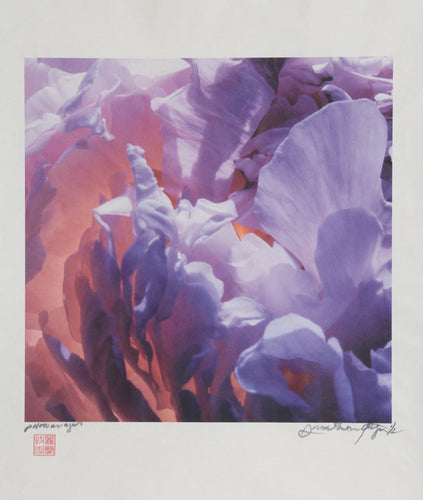 Backlit Purple Flowers Color | Jonathan Singer,{{product.type}}