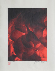 Backlit Red flowers Color | Jonathan Singer,{{product.type}}