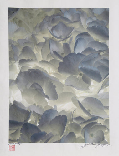 Backlit white flowers Black and White | Jonathan Singer,{{product.type}}