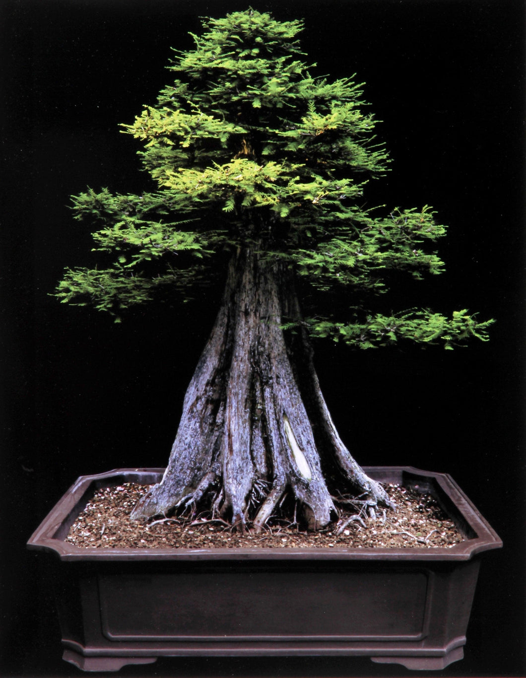 Bald Cypress Color | Jonathan Singer,{{product.type}}