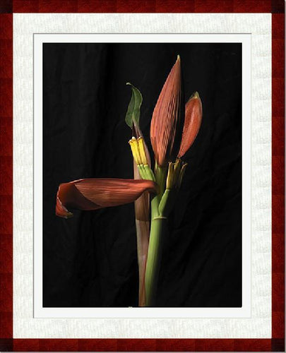 Banana Color | Jonathan Singer,{{product.type}}