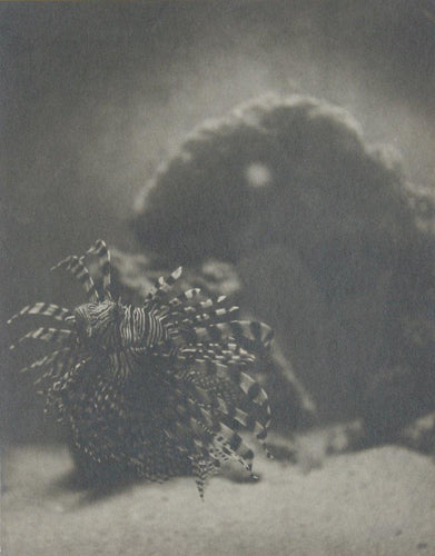 Beauty and the Beast (Lionfish) Black and White | Rowena Fruth,{{product.type}}