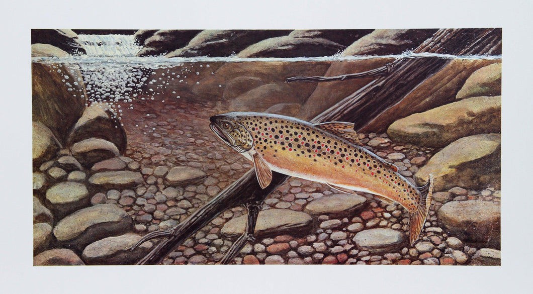 Big Brown Caught In The Open Lithograph | Allen Friedman,{{product.type}}