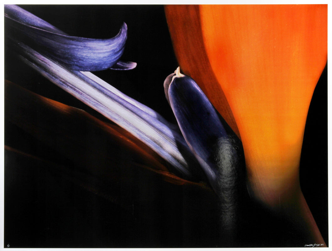 Bird / Photo Nuage Color | Jonathan Singer,{{product.type}}