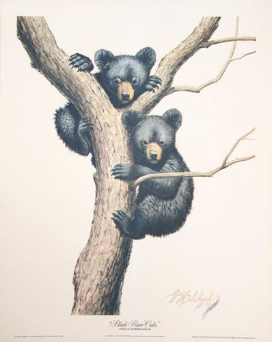 Black Bear Cubs Lithograph | Guy Coheleach,{{product.type}}