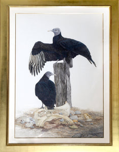 Black Vulture Watercolor | Robin Hill,{{product.type}}