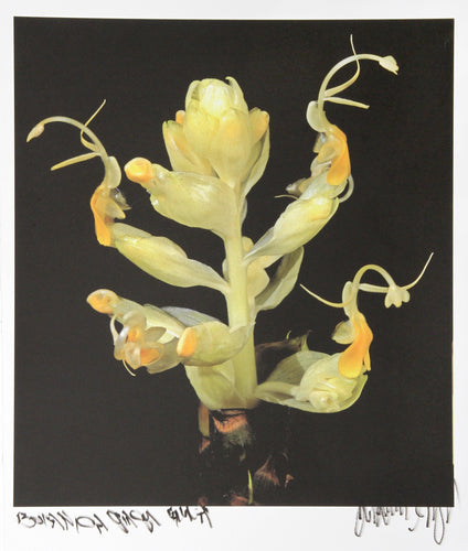 Blooming Yellow Ginger from Botanica Color | Jonathan Singer,{{product.type}}