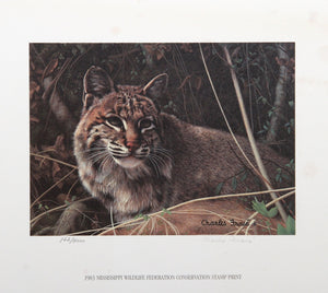 Bobcat Lithograph | Charles Fracé,{{product.type}}