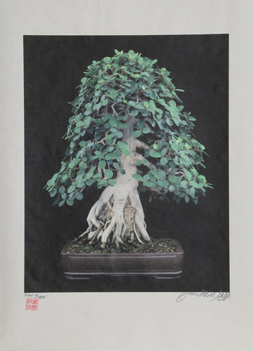 Bonsai #2 Color | Jonathan Singer,{{product.type}}