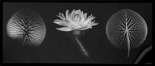 Botanical Trio Black and White | Jonathan Singer,{{product.type}}