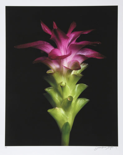 Bright Green and Purple Color | Jonathan Singer,{{product.type}}