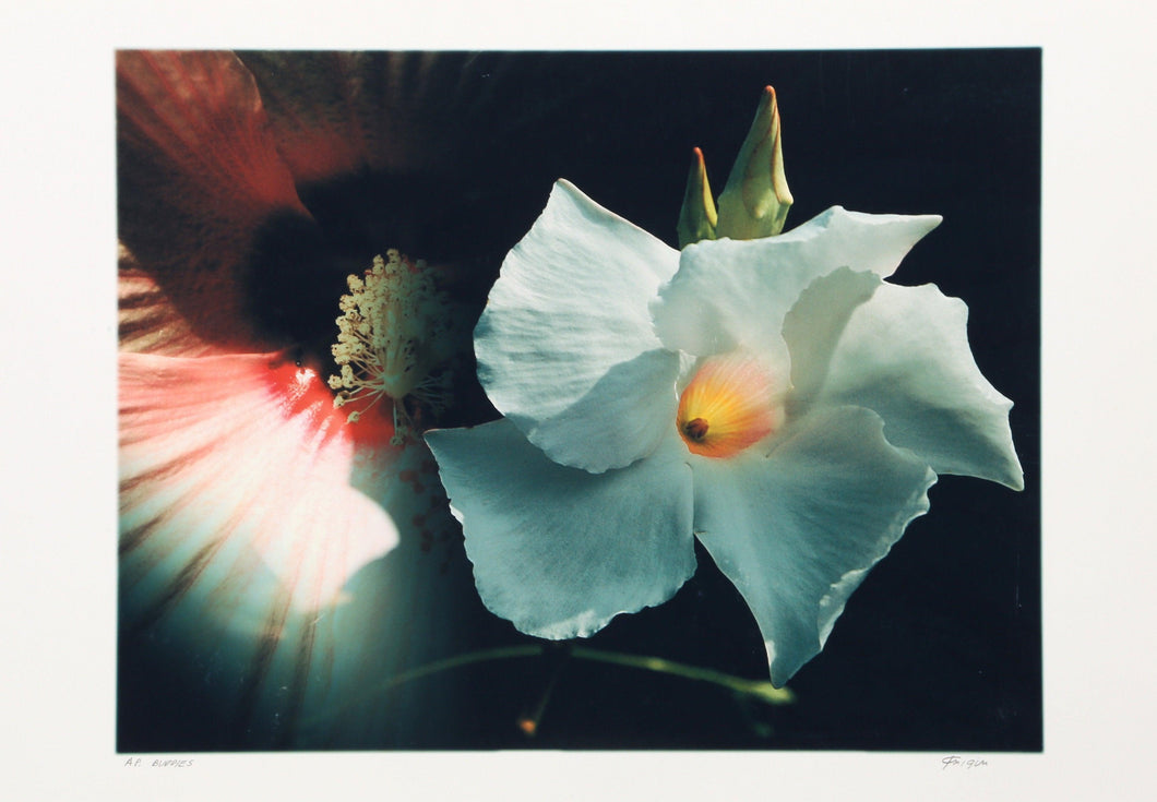 Buddies Digital | Michael Knigin,{{product.type}}