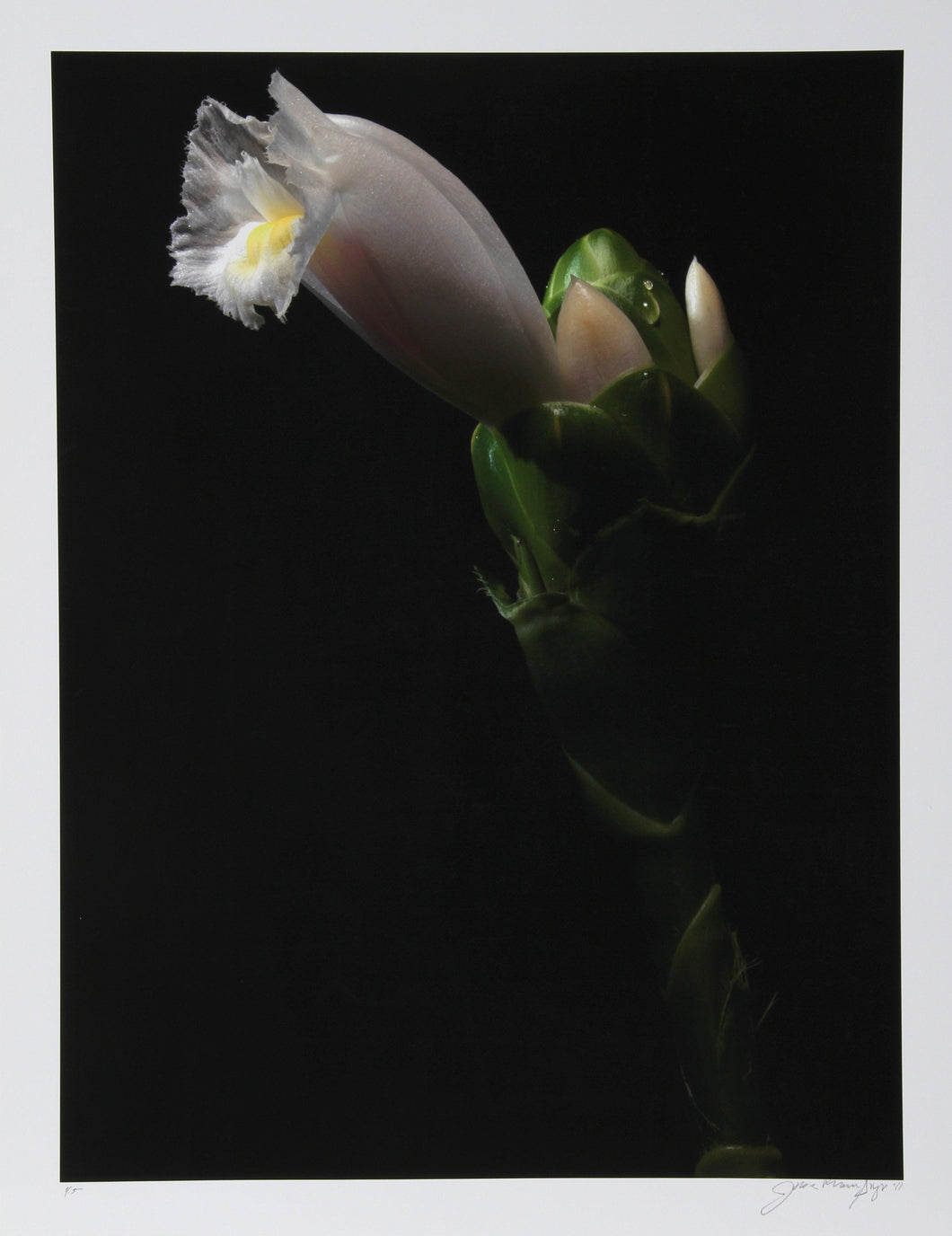Budding White Flower Color | Jonathan Singer,{{product.type}}