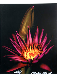 Cactus Flower from the Metallic Sets Color | Jonathan Singer,{{product.type}}