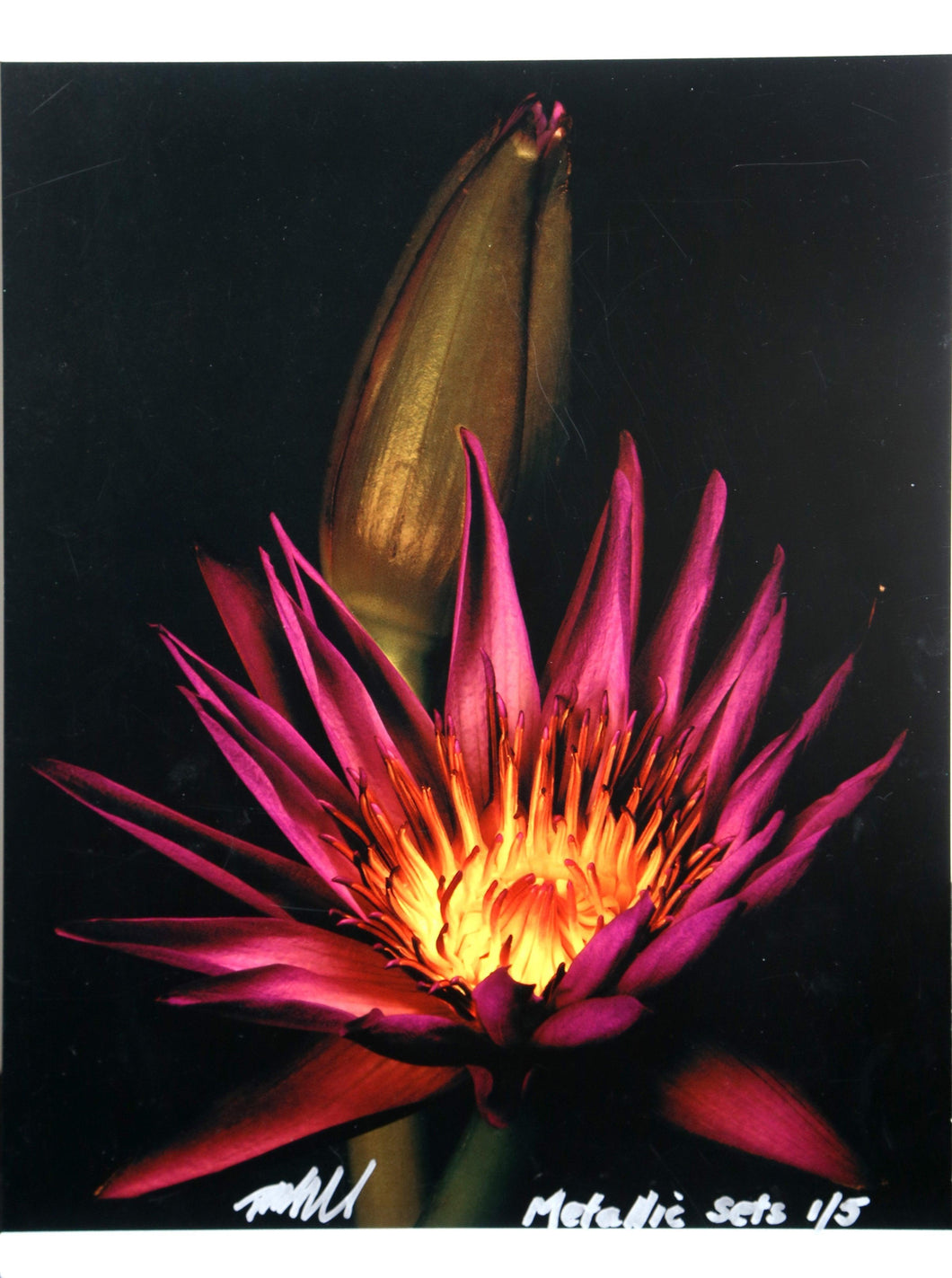 Cactus Flower from the Metallic Sets Color | Jonathan Singer,{{product.type}}