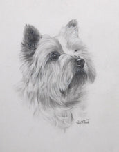 Cairn Terrier Pencil | Rex Flood,{{product.type}}