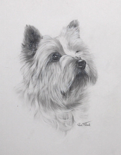 Cairn Terrier Pencil | Rex Flood,{{product.type}}