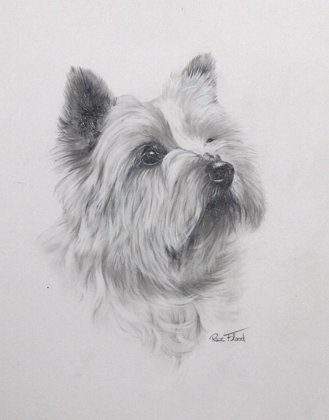 Cairn Terrier Pencil | Rex Flood,{{product.type}}