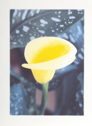 Calla Lily Digital | Michael Knigin,{{product.type}}