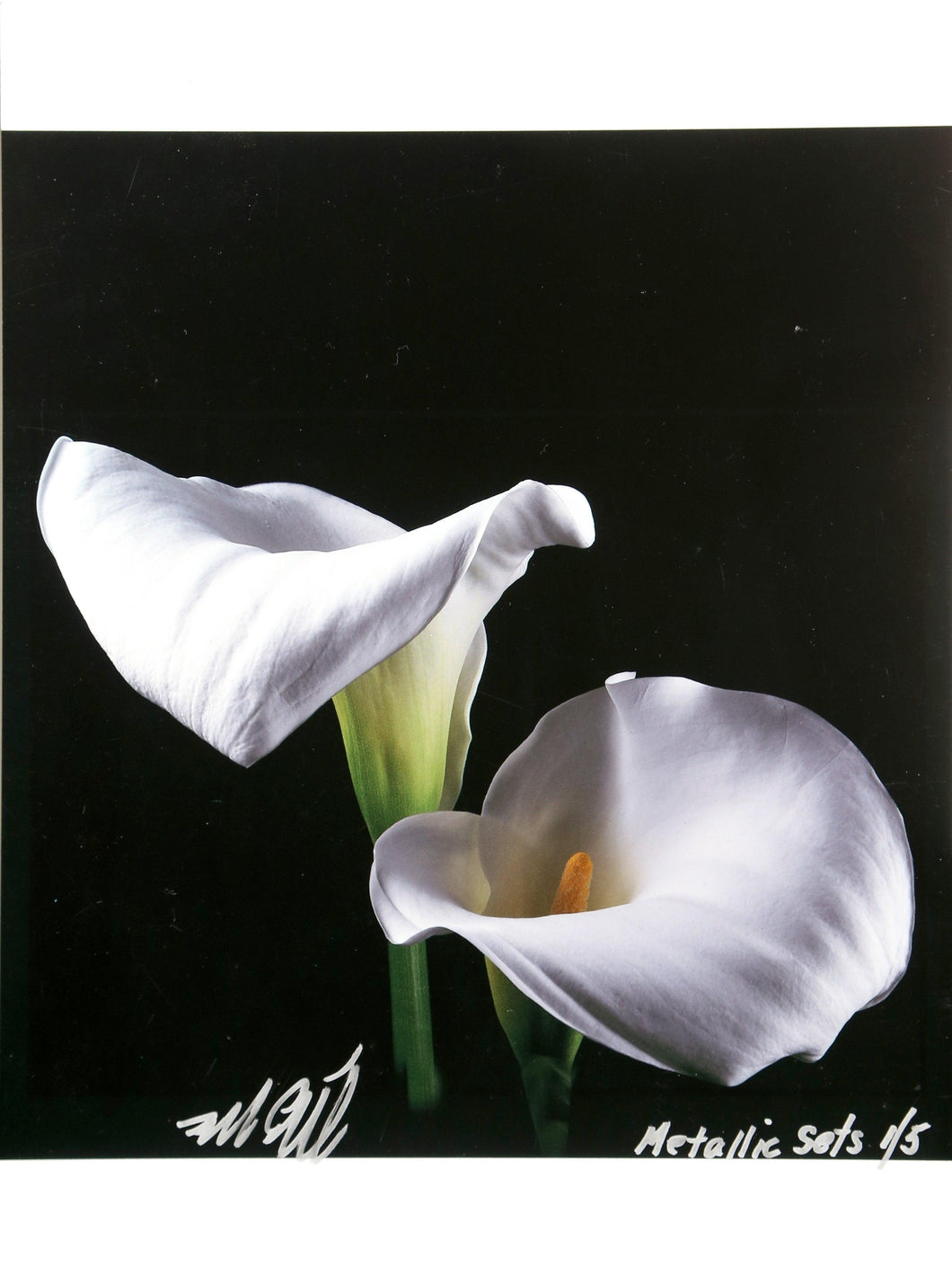 Calla Lily from the Metallic Sets Color | Jonathan Singer,{{product.type}}