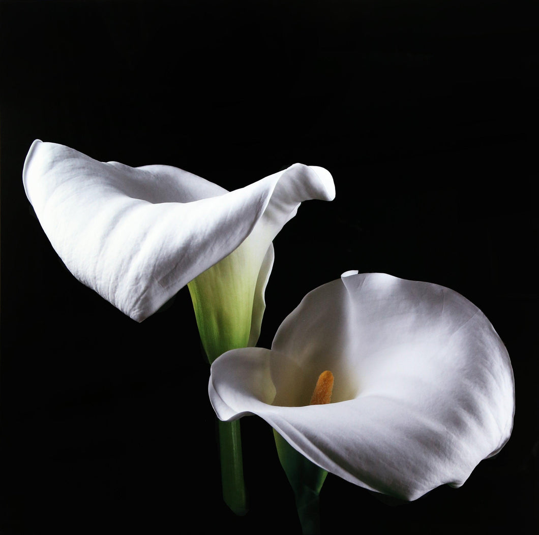 Calla Lily (Large) Color | Jonathan Singer,{{product.type}}