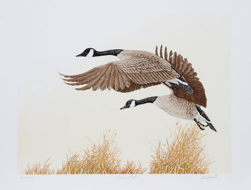 Canada Geese in Flight Lithograph | Chris Forrest,{{product.type}}