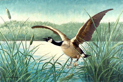 Canada Goose in Flight Oil | Peter Darro,{{product.type}}