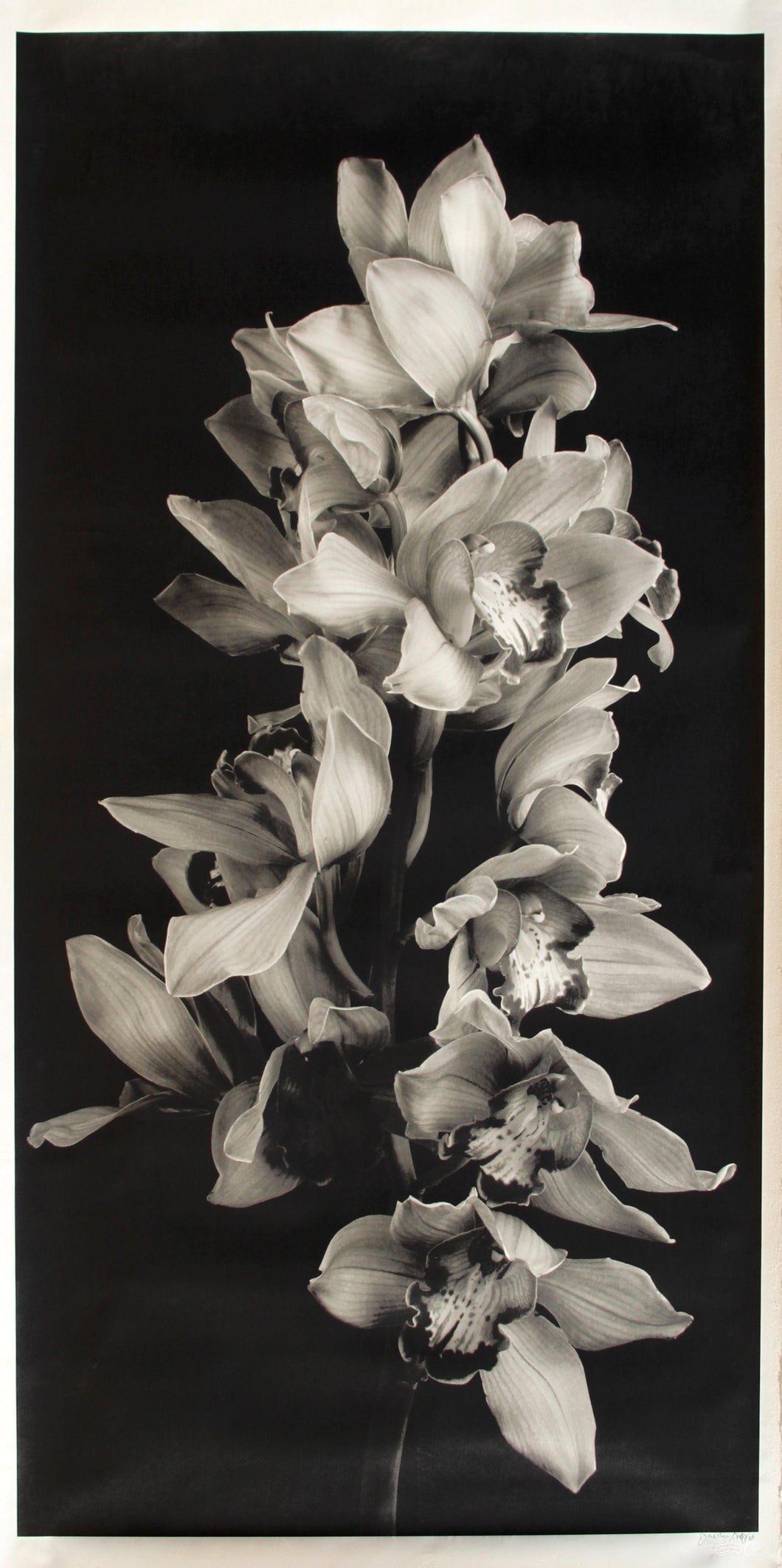 Cascade of Orchids in Black and White Black and White | Jonathan Singer,{{product.type}}