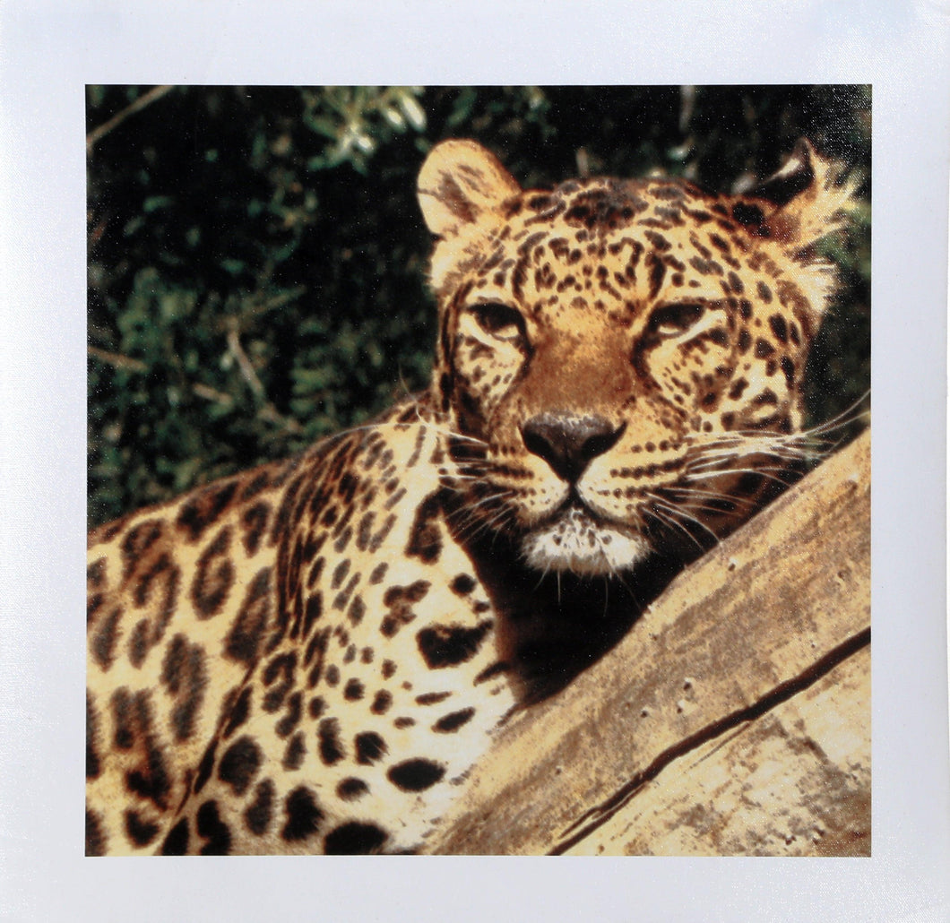 Cheetah Digital | Unknown Artist,{{product.type}}