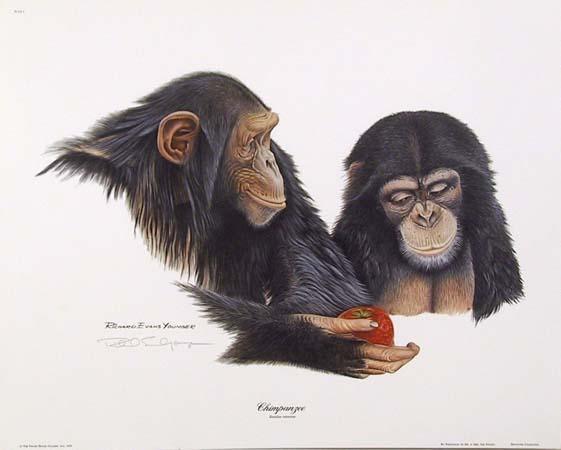 Chimpanzee Poster | Richard Evans Younger,{{product.type}}