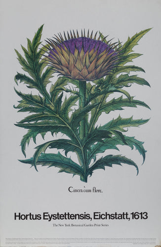 Cinera cum Flore - New York Botanical Garden Poster | Basilius Besler,{{product.type}}