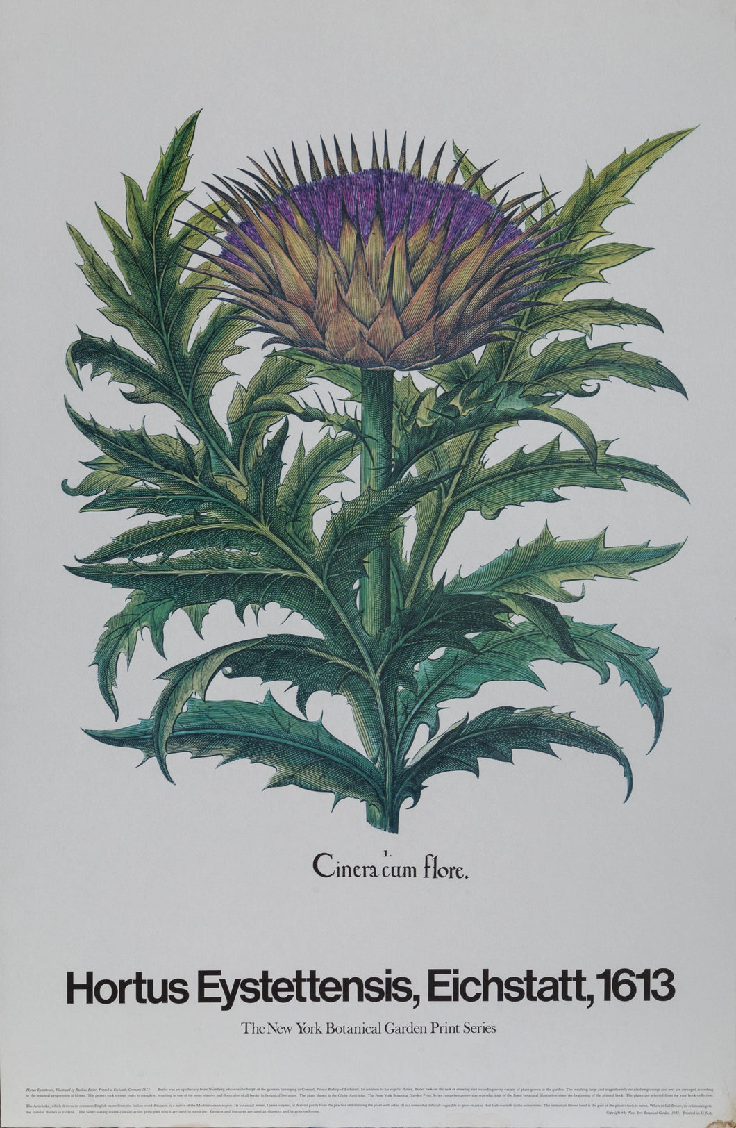Cinera cum Flore - New York Botanical Garden Poster | Basilius Besler,{{product.type}}