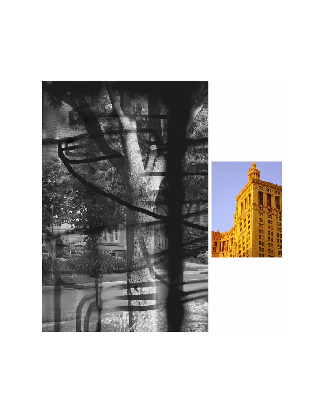 Clear Bottle Longevity Color | Max Yawney,{{product.type}}