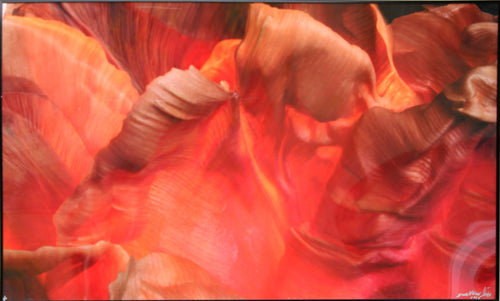 Close Study of Red and Orange Flower Color | Jonathan Singer,{{product.type}}