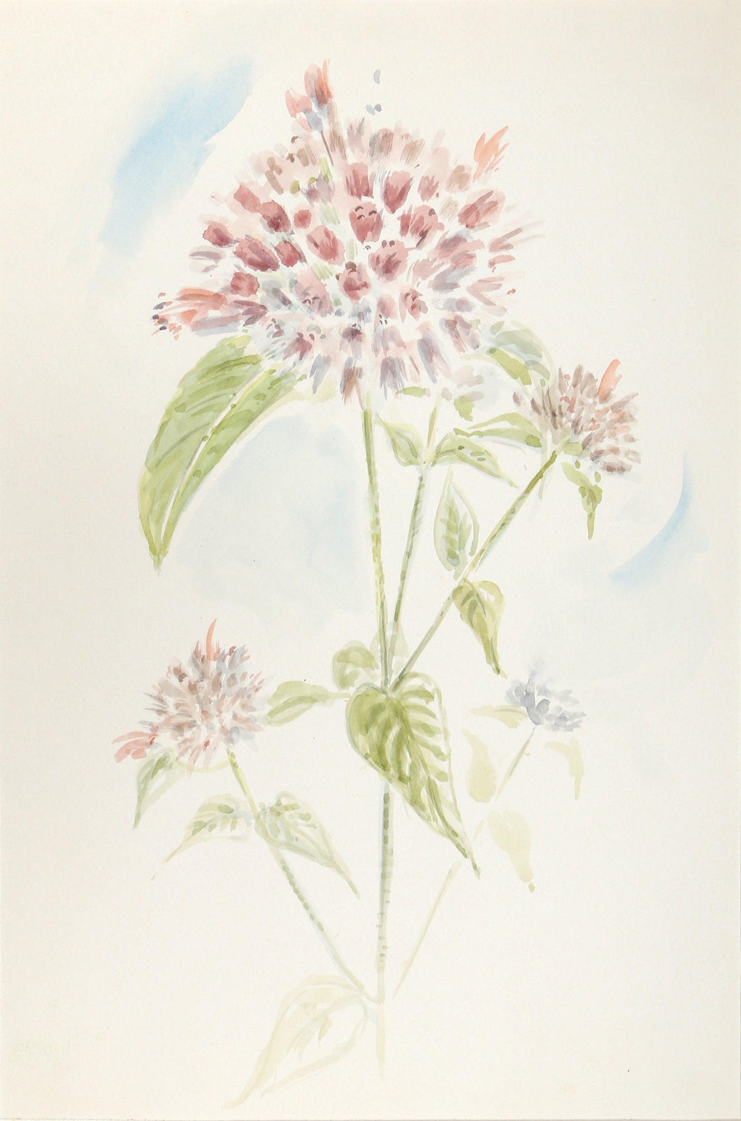 Clover Watercolor | Charles Blaze Vukovich,{{product.type}}