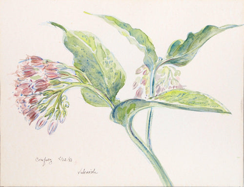 Comfrey Watercolor | Charles Blaze Vukovich,{{product.type}}