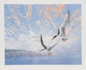 Common Terns Lithograph | Chris Forrest,{{product.type}}