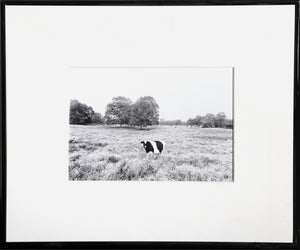 Cow in Pasture Black and White | Unknown Artist,{{product.type}}