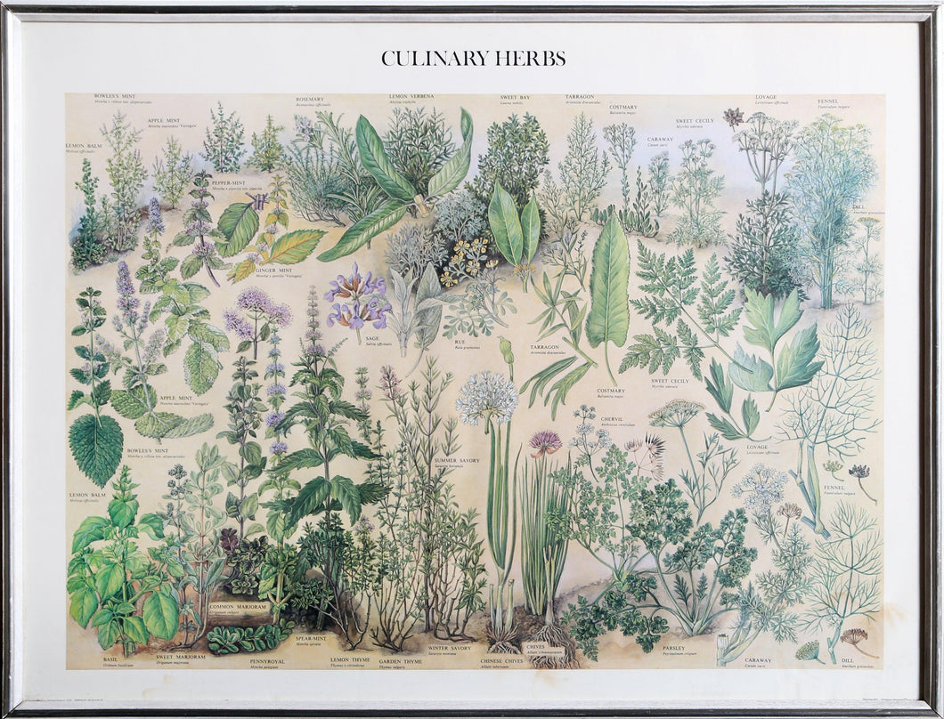 Culinary Herbs Poster | Unknown Artist,{{product.type}}