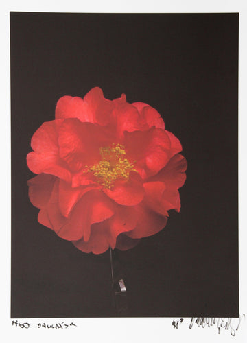 Dahlia from Huntington Beach, CA Color | Jonathan Singer,{{product.type}}