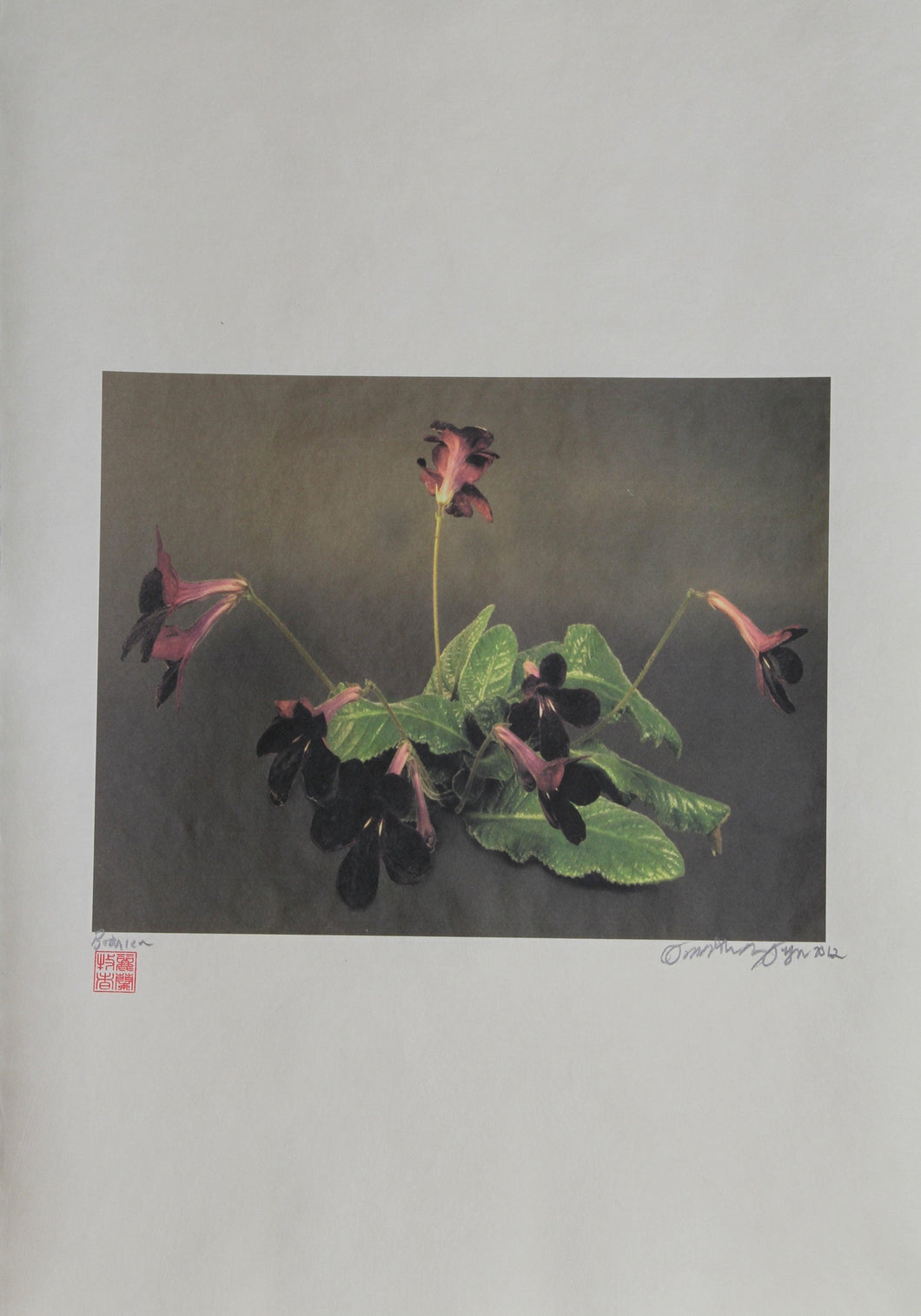 Dark Purple Plant Color | Jonathan Singer,{{product.type}}