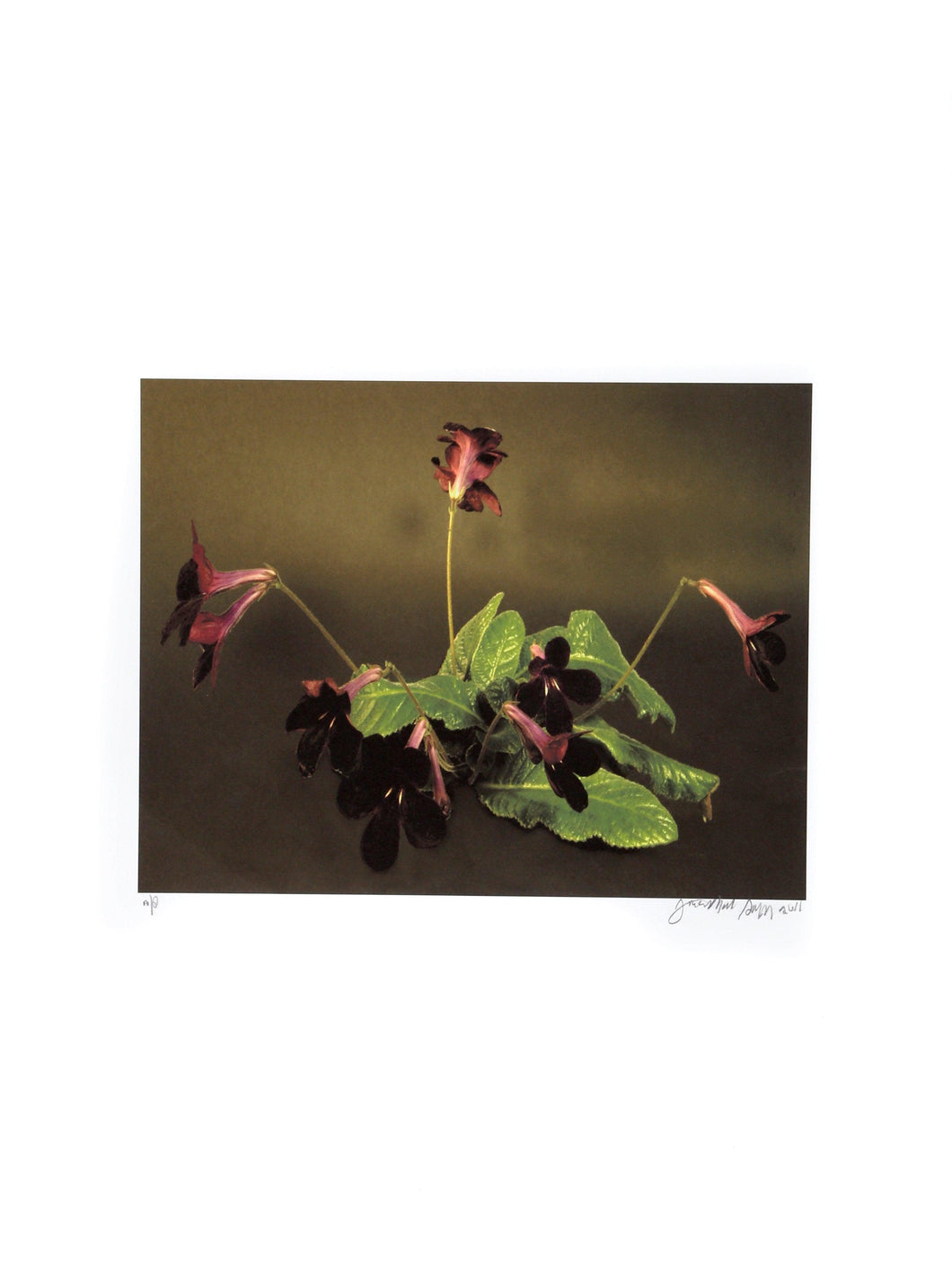 Dark Purple Plant Digital | Jonathan Singer,{{product.type}}