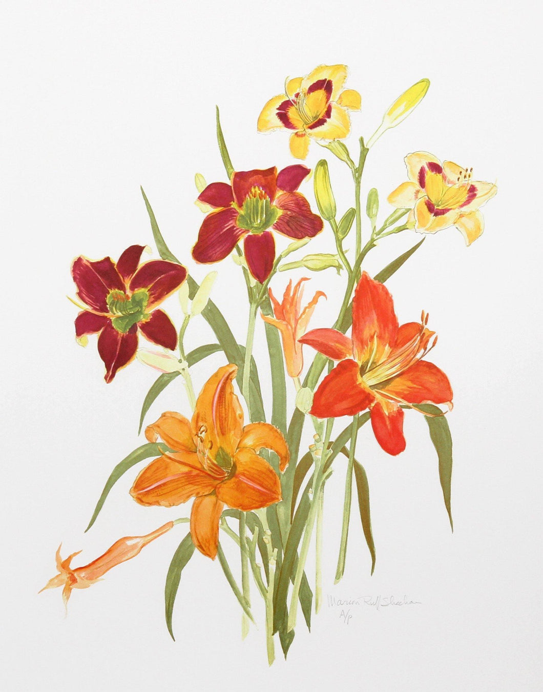 Day Lilies Lithograph | Marion Sheehan,{{product.type}}