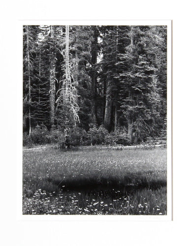 Dead Pine, Sierra Nevada Black and White | Thomas McCartney,{{product.type}}