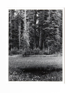 Dead Pine, Sierra Nevada Black and White | Thomas McCartney,{{product.type}}
