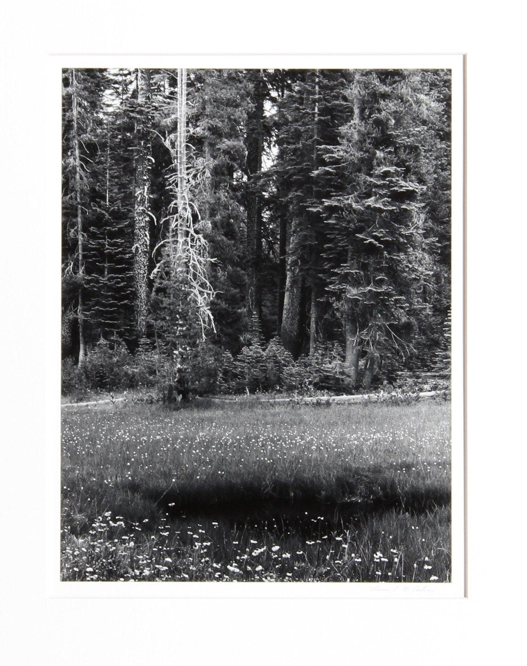 Dead Pine, Sierra Nevada Black and White | Thomas McCartney,{{product.type}}